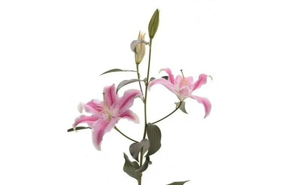 Kabloom Fall Collections-bulk 40 Stems Pink Oriental Lilies