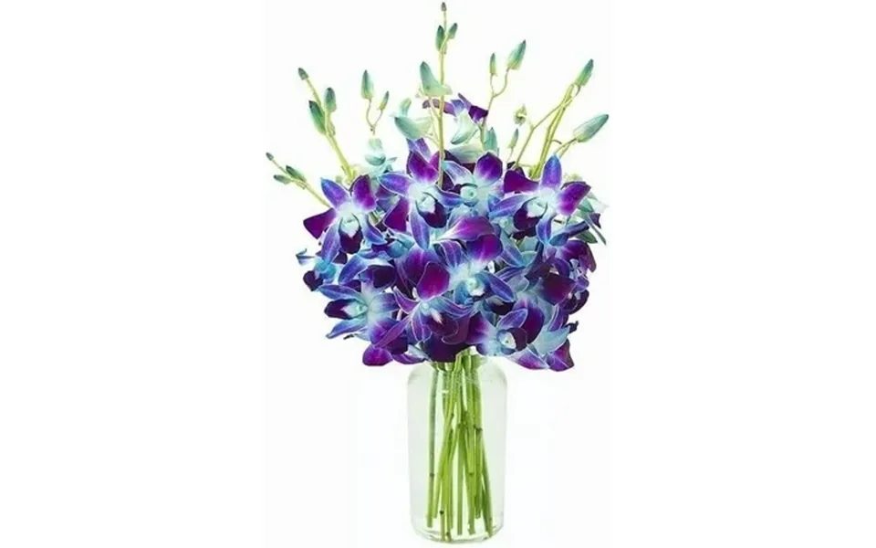 Kabloom Flowers - Handpicked Fresh Blue Orchids Cut Flowers With Vase
