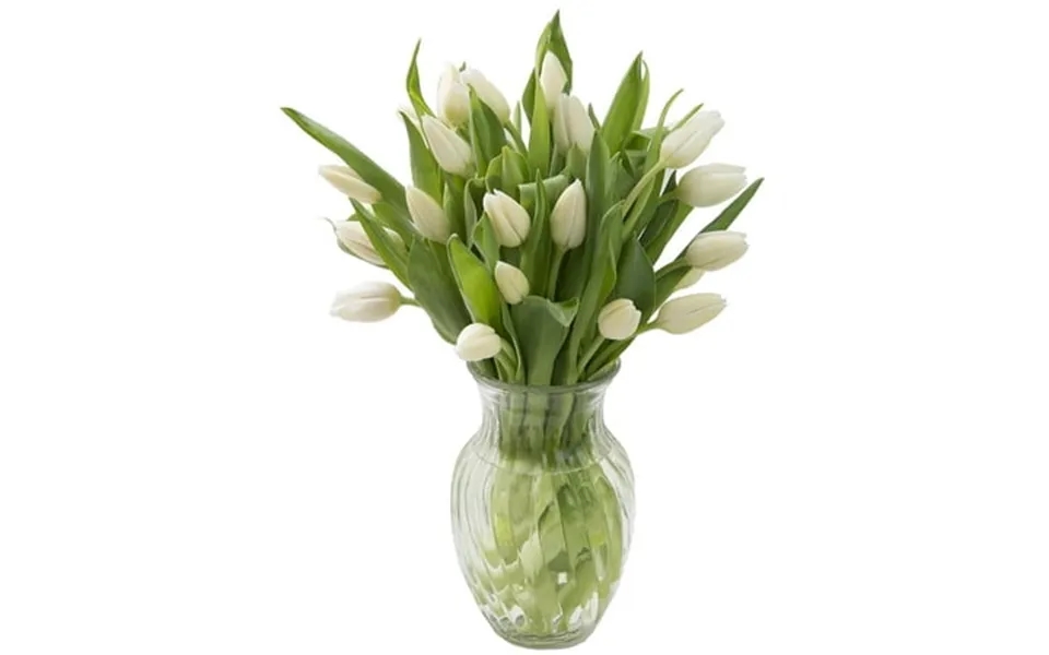 Kabloom Fresh Cut Flowers 20 White Tulips With Greens With Vase Fragrant Gift For All Occasions
