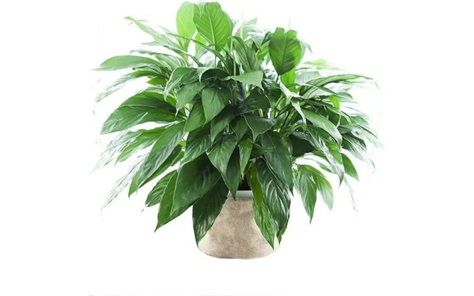 Kabloom Peace Lily Plant In 6 Pot Plant Next-day Delivery Gift For Every Occasion