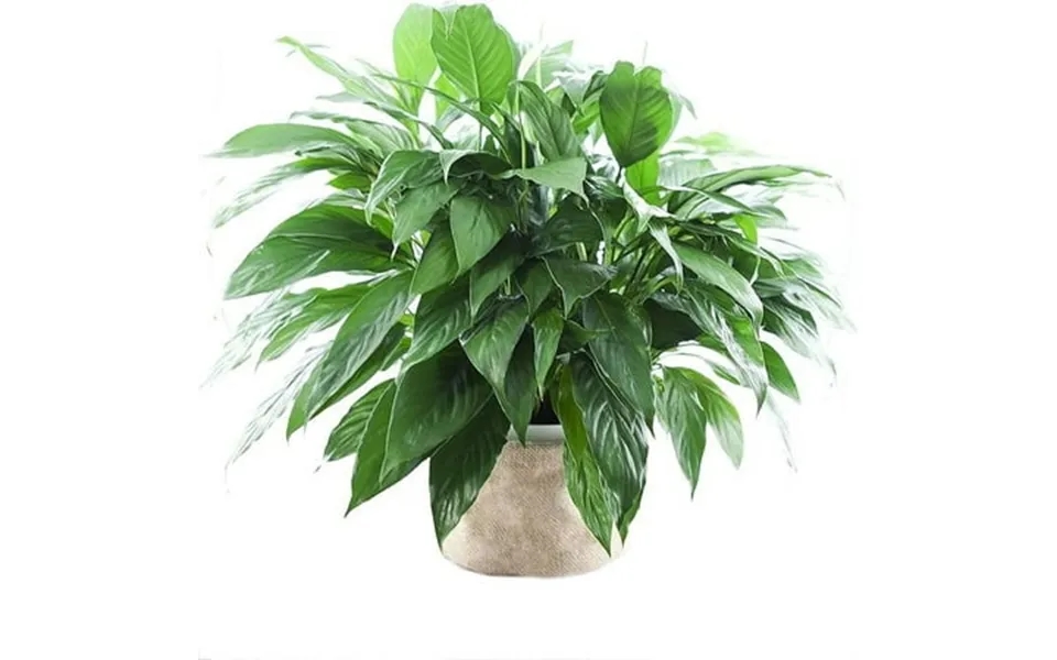 Kabloom Peace Lily Plant In 6 Pot Plant Next-day Delivery Gift For Every Occasion