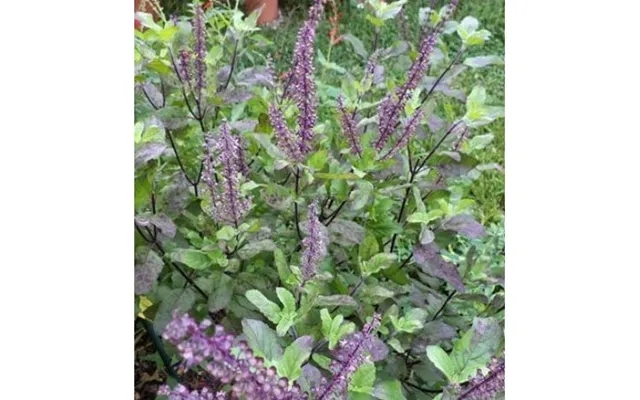 Krishna Tulasi Starter Plant product image