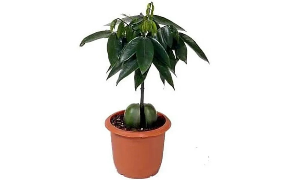 Lucky Bean Plant - Moreton Bay Chestnut Or Blackbean