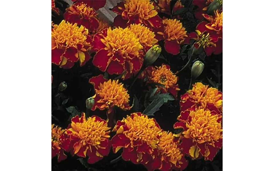 Marigold Seeds - Janie Series