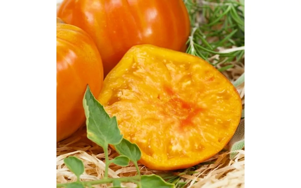 Marvel Stripe Tomato Seeds - 4 Oz 27200 Seeds