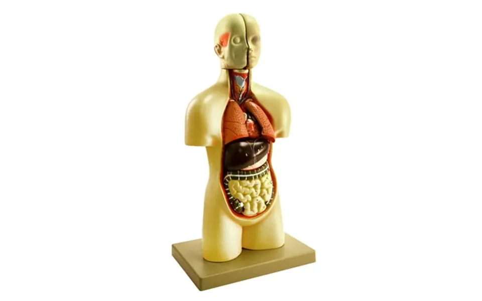 Miniature Human Torso Model Sexless 19 Tall - 12 Parts