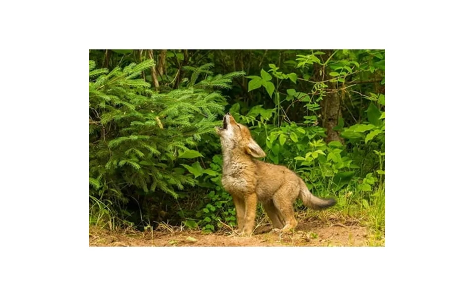 Minnesota-coyote Pup Howling At Den-captive By Jaynes Gallery 24 X 18
