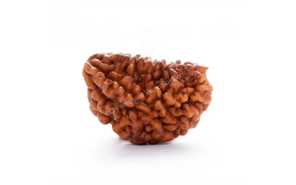 One Mukhi Rudraksha Certified Kaju Dana Original 1 Mukhi Rudraksh Kaju Dana Natural 1 Faced Half-moon Rudraksha Brown Wi