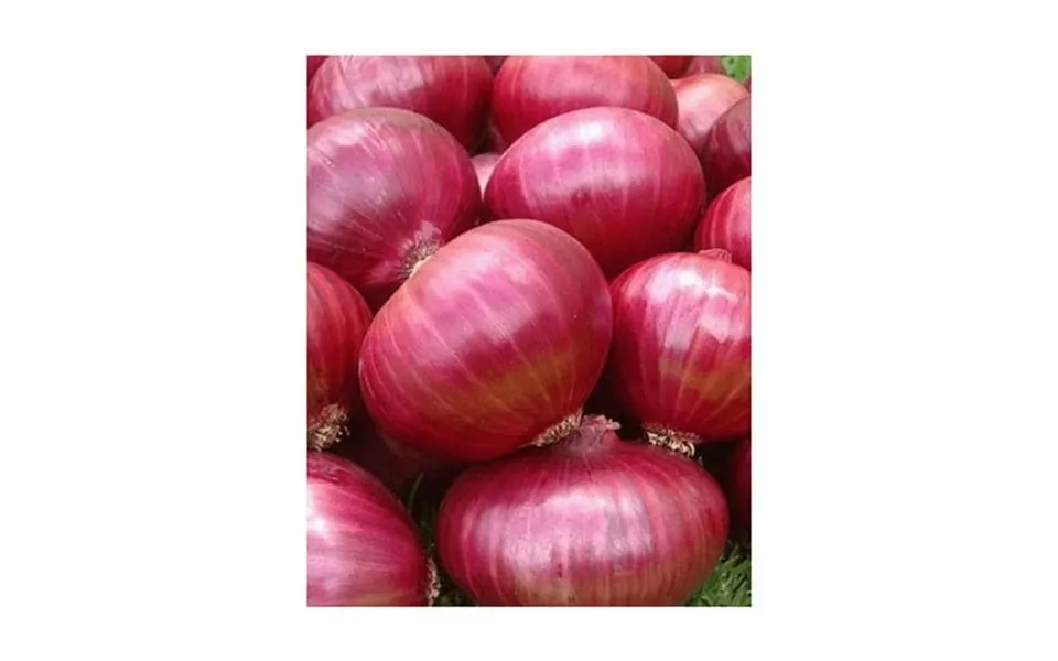 Onion Red Creole Great Heirloom Vegetable By Seed Kingdom Bulk 1 Oz Lb Seeds