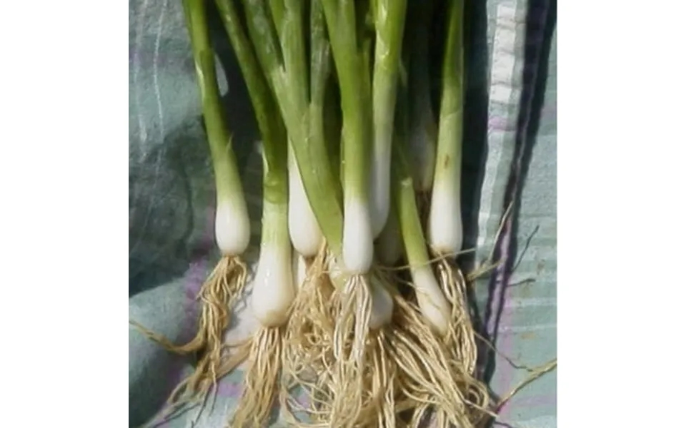 Onion Seeds - Bunching