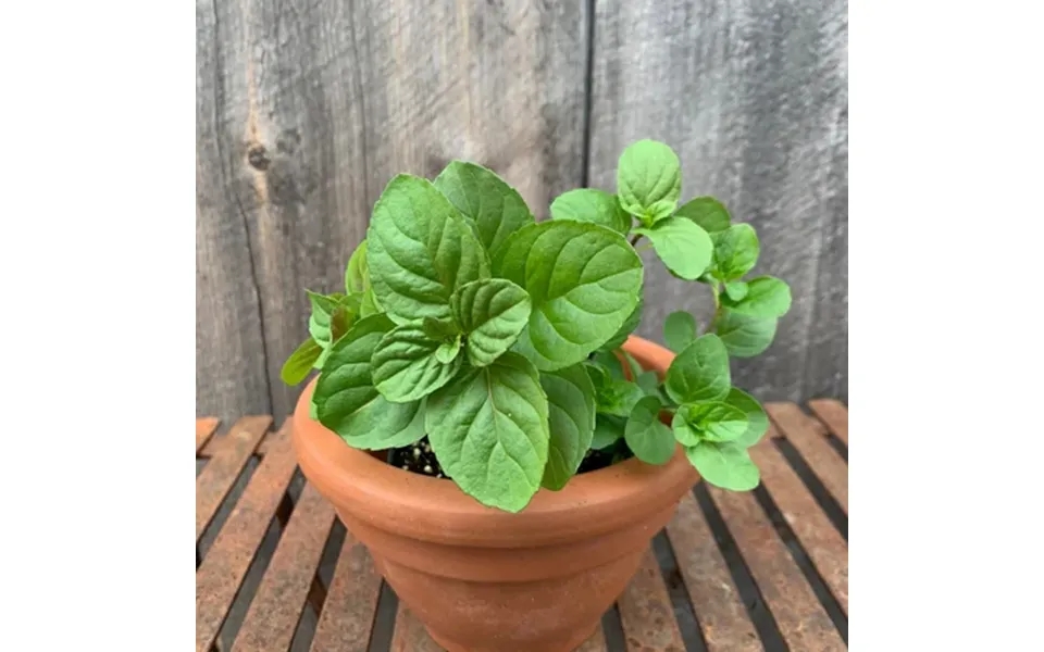 Orange Mint Plant Live Mint Herb Plant Perennial Outdoor Planting 4 Pot