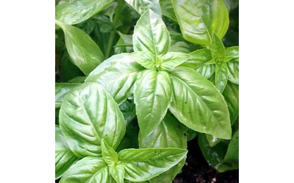Organic Basil Herb Garden Seeds - Italian Large Leaf