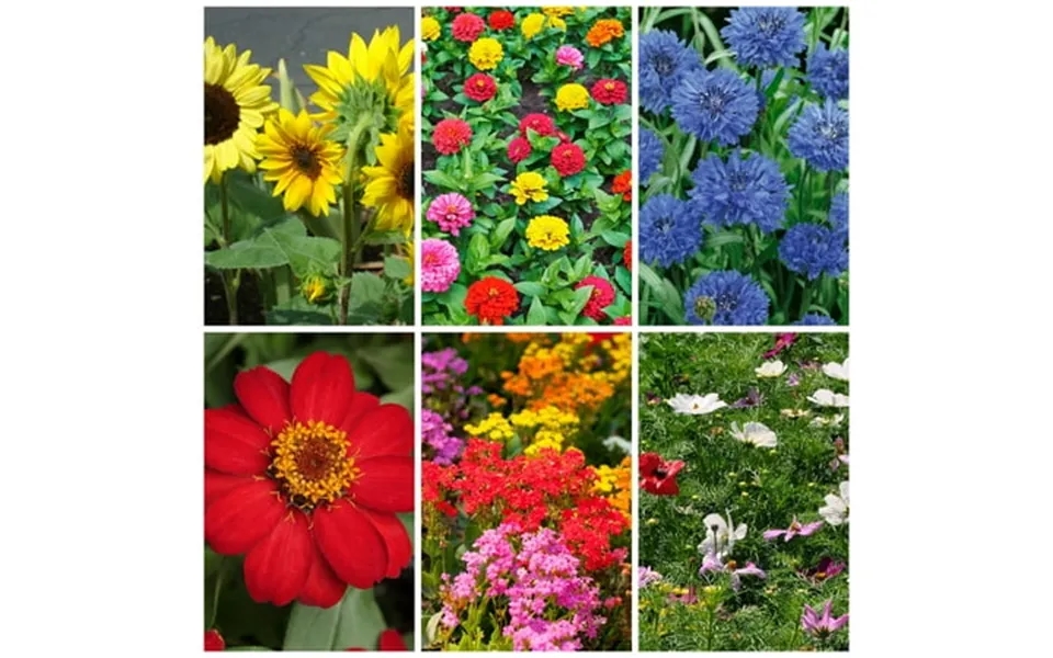 Organic Bouquet Flower Cutting Mix - 5 Lb Bulk 480 000 Seeds