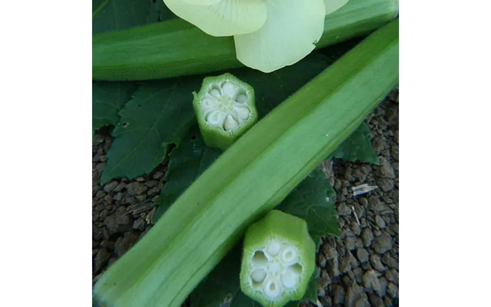 Organic Clemson Spineless 80 Okra Seeds - 5 Lb Bulk 40 000 Seeds