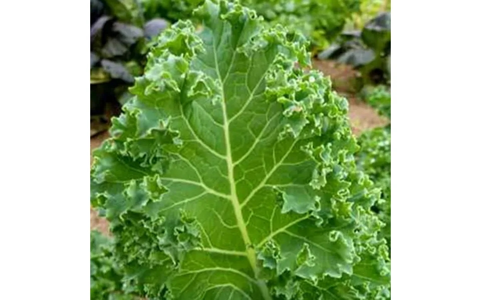 Organic Dwarf Blue Curled Scotch Kale - 5 Lb Bulk 640 000 Seeds