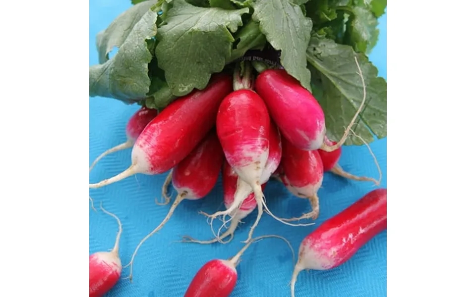 Organic French Breakfast Radish - 25 Lb Bulk 1 070 000 Seeds