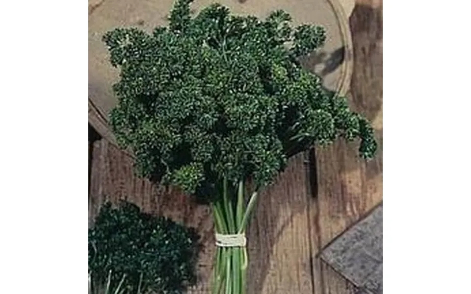 Organic Moss Curled Parsley Seeds - 1 Lb Bulk 240 000 Seeds