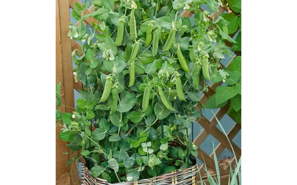 Organic Patio Pride Pea Seeds - 25 Lb Bulk 50000 Seeds