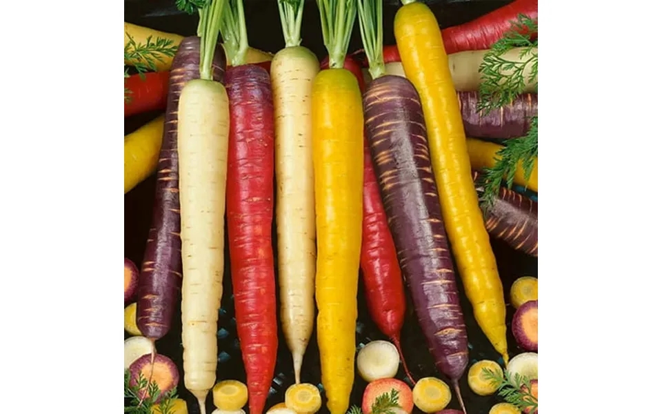 Organic Rainbow Blend Carrot Seed Mix - 1 Lb