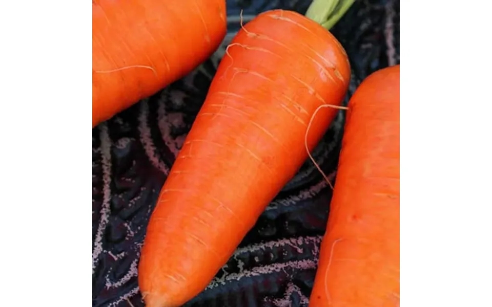 Organic Red Cored Chantenay Carrot Seed - 25 Lb Bulk 7 280 000 Seeds