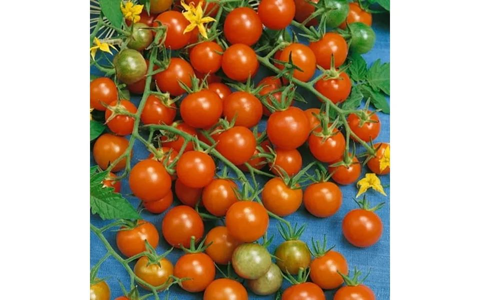 Organic Sweetie Tomato Seeds - 4 Oz 30000 Seeds