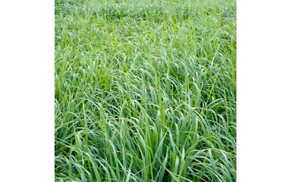 Outsidepride 25 Lb. Perennial Switchgrass Native Grass Seed Tolerant Of Poor Soils Flooding & Drought