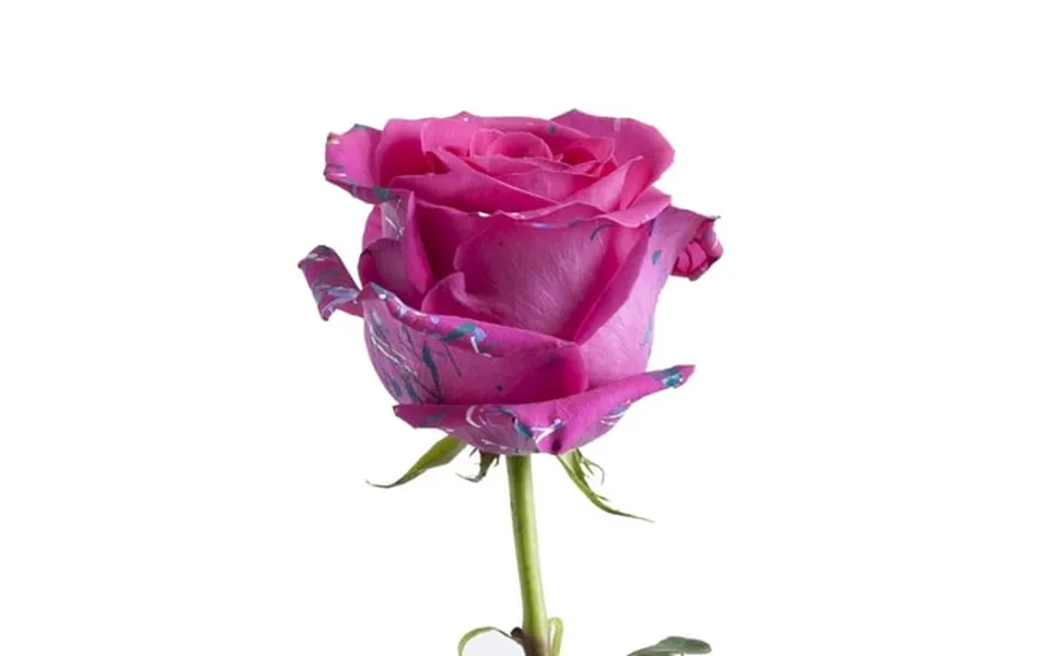 Painted Annet Confetti Roses 50 Cm - Fresh Cut