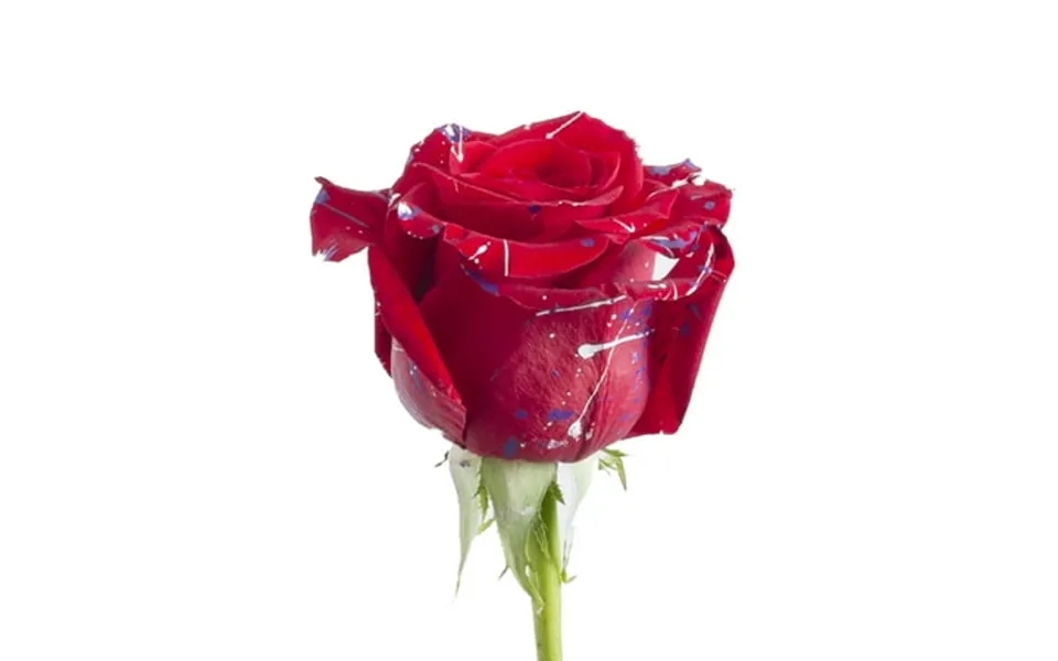 Painted Love Confetti Roses - Farm Direct Fresh Cut Flowers