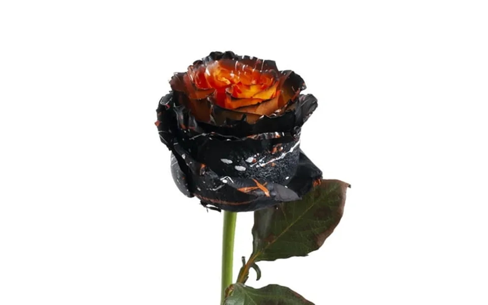 Painted Sleepy Hollow Confetti Roses 50 Cm - Fresh Cut