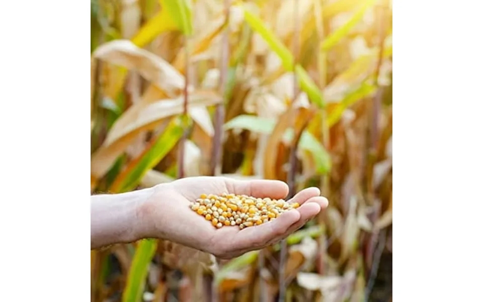 Paragon - Manufactured Fun Paragon Bulk Bag Yellow Corn 50-pound