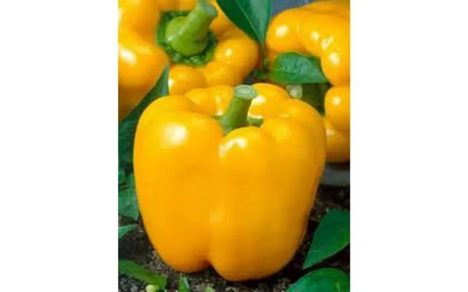 Pepper Sweet Golden Cal Wonder Great Heirloom Vegetable By Seed Kingdom 200 Seeds