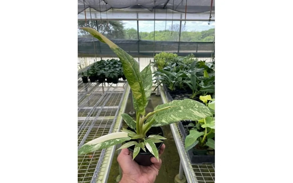 Philodendron Variegated Ring Of Fire In 4 Pot Live Plant For Indoor 7 - 12 Inch Tall