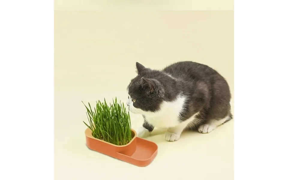 Pretxorve Multi Purpose Cats Grass Box Soilless Hydroponic Growing Pot Wheats Nurture Kit Digestion Aid Snack Clean Cats