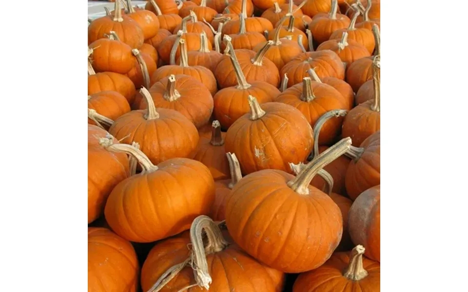 Pumpkin Garden Seeds - Baby Bear Pumpkins