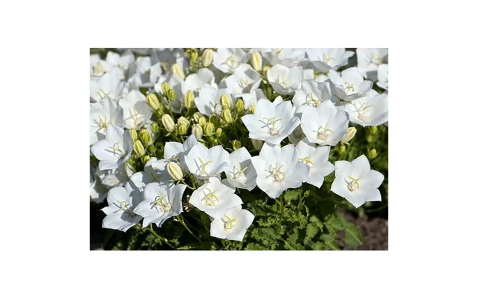 Rapido White Carpathian Bell Flower - Campanula