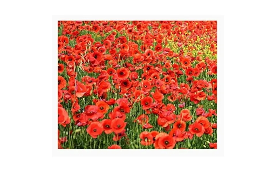 Red Flanders Poppies - 50 000 Flanders Poppy Seeds