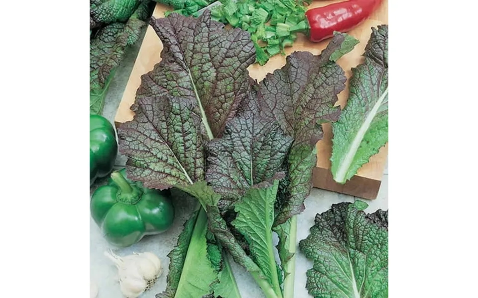 Red Giant Mustard Seeds 25 Lb - Bulk Non-gmo Seeds For Herb Gardening Growing Micro Greens Vegetable Garden