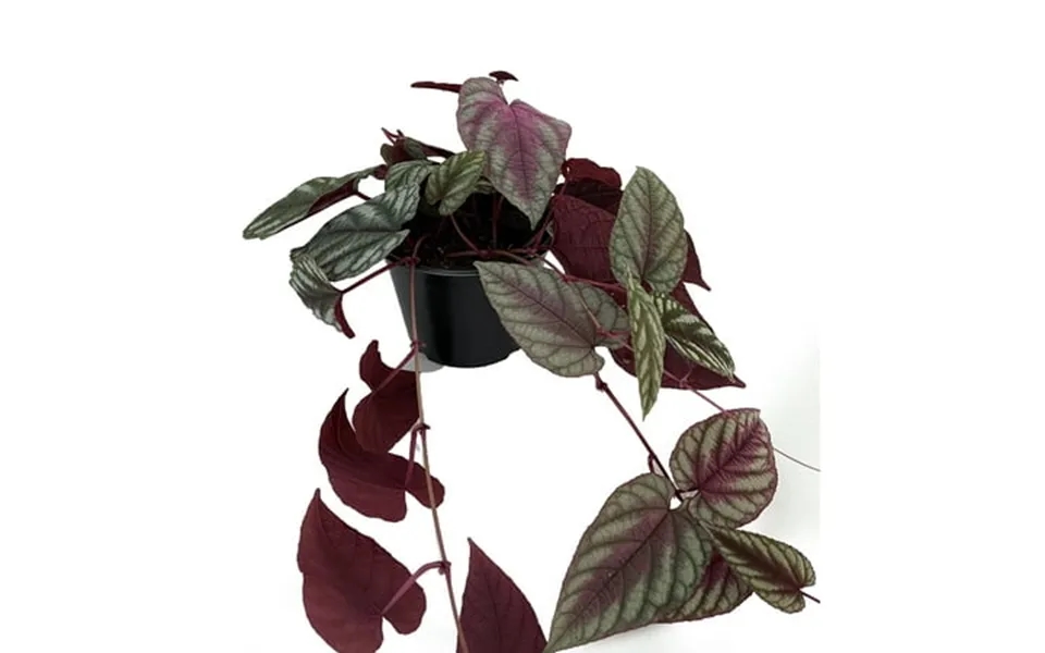 Rex Begonia Vine - Cissus Discolor
