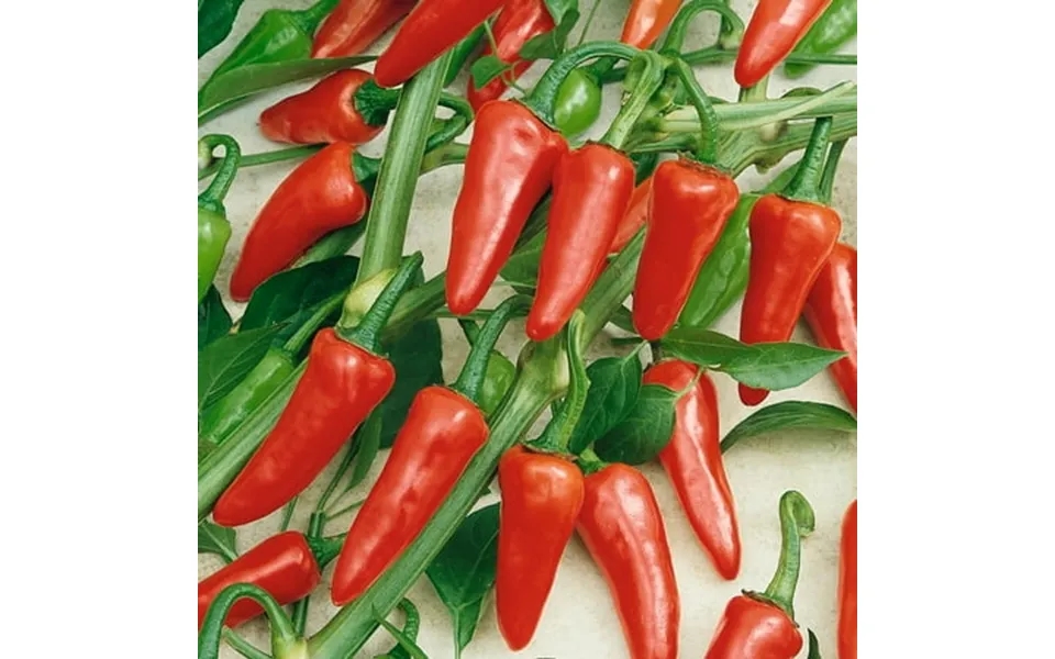 Rio Grande Hot Hot Pepper Seeds - 4 Oz 20000 Seeds