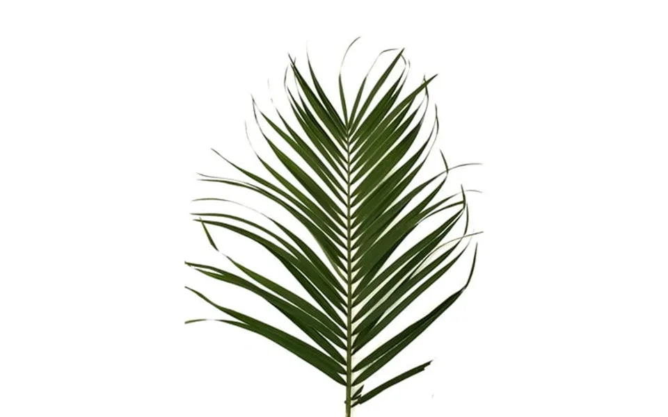 Robellini Palm - Farm Direct Fresh Cut Flowers