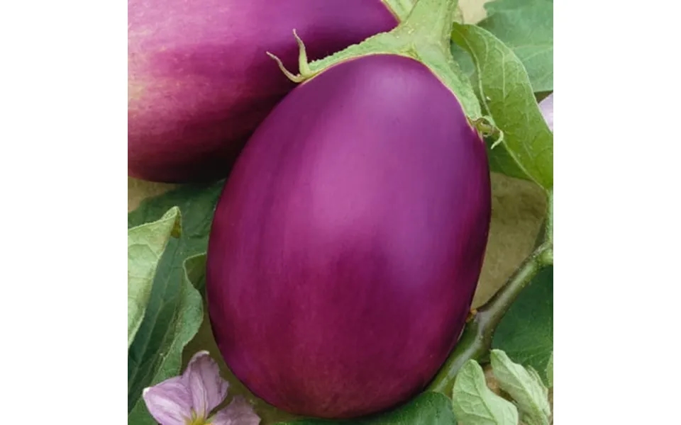 Rosalina F1 Hybrid Eggplant Seeds - 1 Lb 102400 Seeds