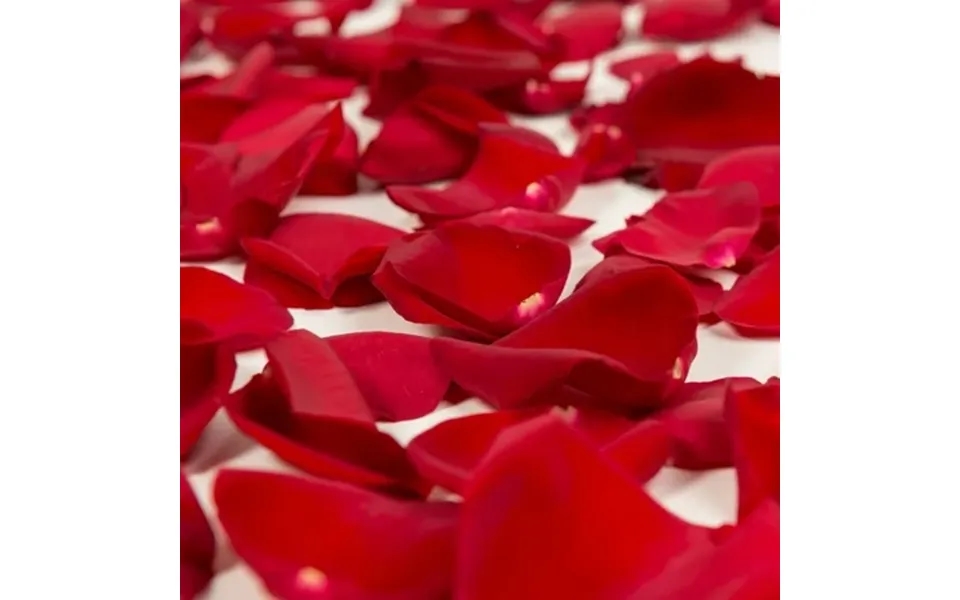 Rose Petals 3 Bags Of Red Farm Direct Fresh Cut Flower Petals By Bloomingmore