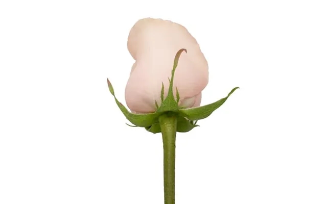 Roses 50 Farm Direct Fresh Cut Flowers Pink Do It Yourself Prewired Wired Roses By Bloomingmore product image