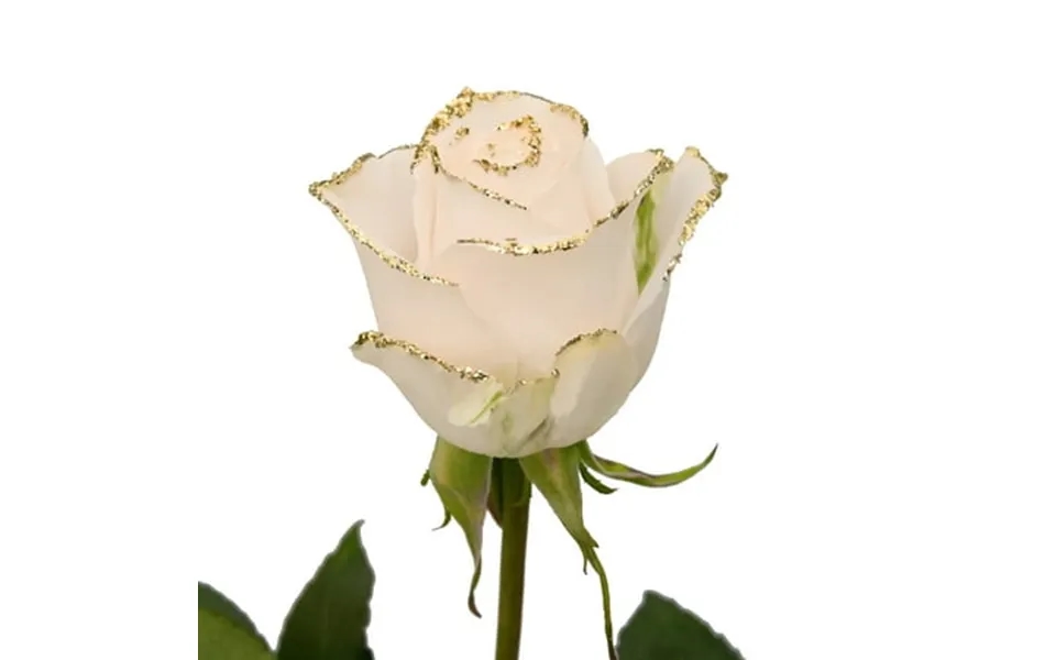Roses 50 Stems Of White Farm Direct Fresh Cut Flowers With Hand Painted Gold Glitter On The Bloom Tips By Bloomingmore