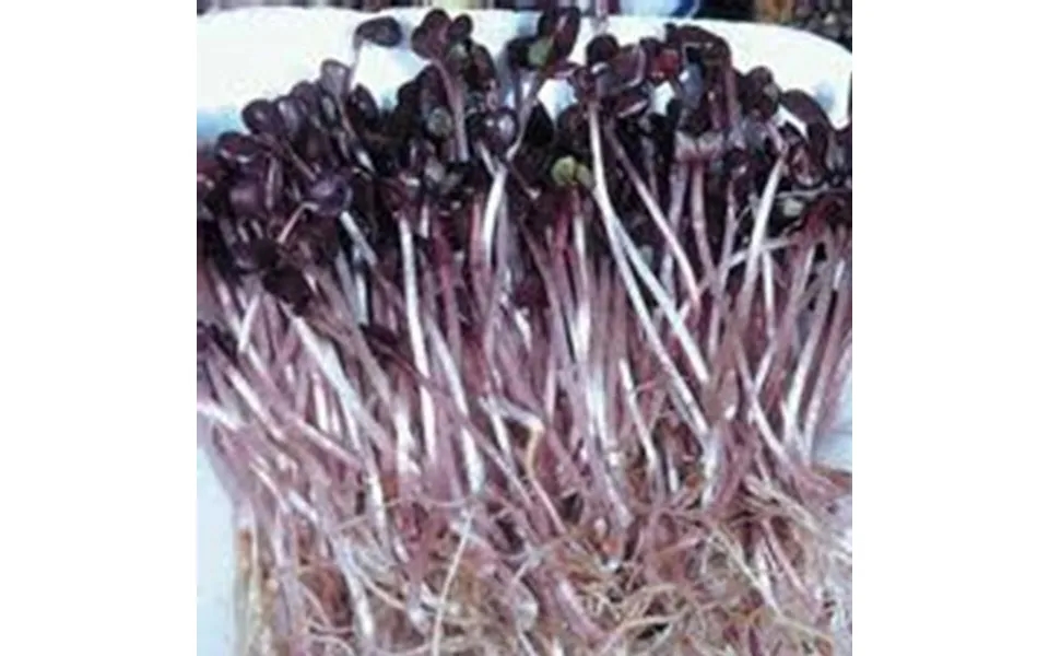 Sango Purple Radish Microgreens Seeds - 25 Lb Bulk Seed