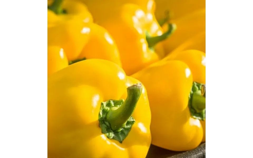 Sauvingon Blanc F1 Hybrid Sweet Pepper Seeds - 1 Oz 4000 Seeds