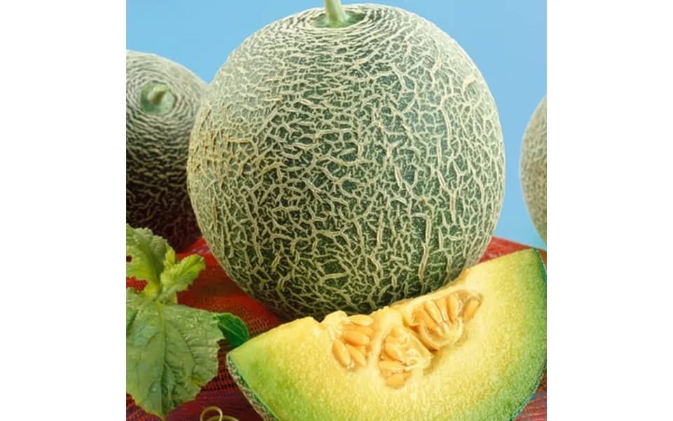Scrumptious F1 Hybrid Melon Seeds - 1 Lb 14400 Seeds