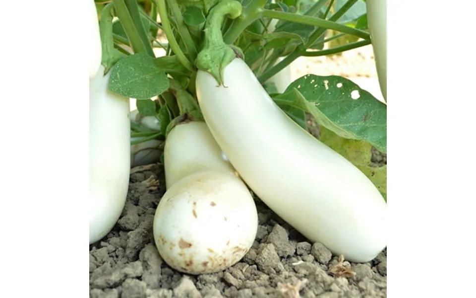 Snowy Eggplant Seeds - 1 Lb 104000 Seeds