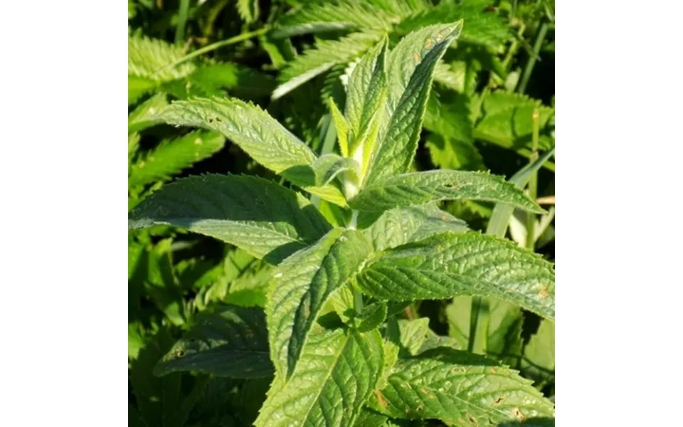 Spearmint Mint Seeds - 1000 Seeds