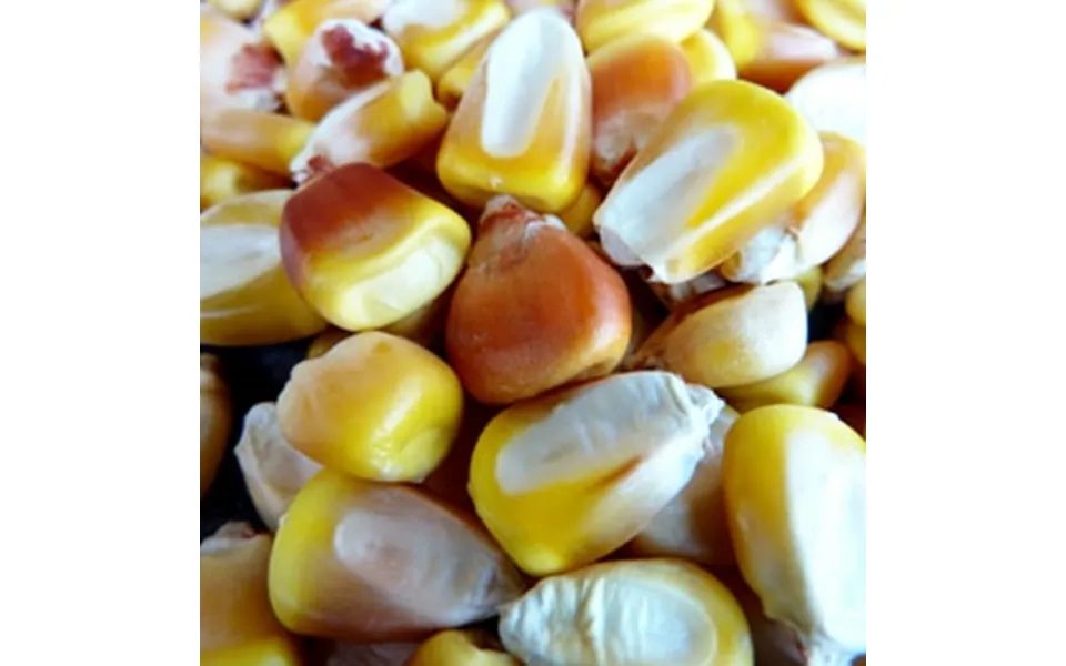 Sustainable Seed Company Truckers Favorite Yellow Plant Seeds Open Pollinated